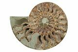 Cut & Polished, Agatized Ammonite Fossil - Madagascar #241009-1